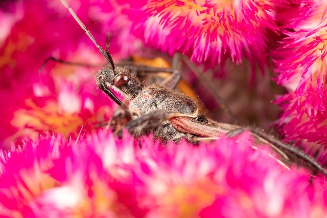 サシガメってどんなカメムシ?作物へ与えうる被害と防除・駆除方法を解説!