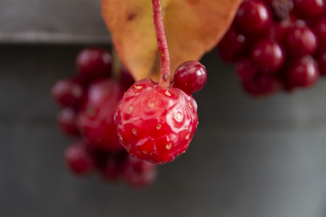 サネカズラ（実葛）とは？花や実など植物としての特徴や利用方法を紹介！