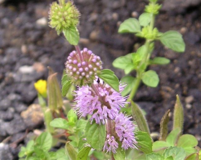 ペニーロイヤルミントの栽培方法！種からの育て方や栽培の注意点を紹介