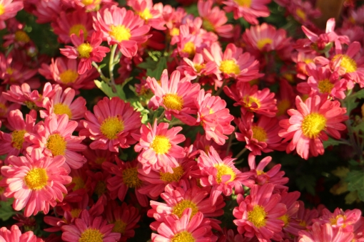 小菊の育て方！種まきの時期や肥料の与え方、栽培の注意点をご紹介！