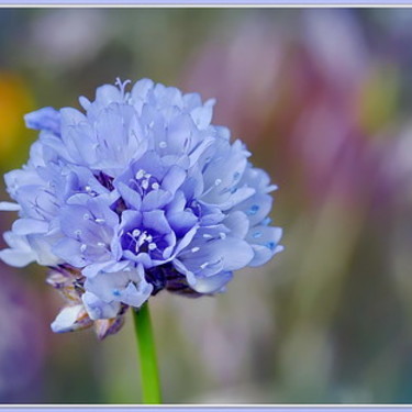 ギリアとは？品種の特徴・花言葉や種まき・植え付けの時期とコツを紹介