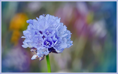 ギリアとは？品種の特徴・花言葉や種まき・植え付けの時期とコツを紹介のイメージ