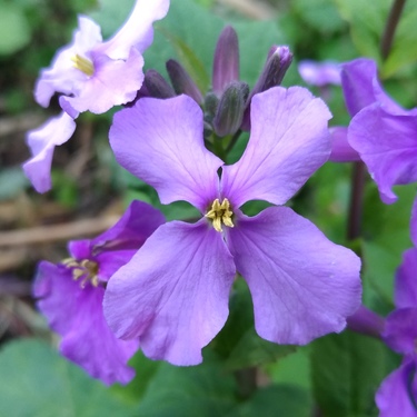 ムラサキハナナ（紫花菜）の育て方！基本的な管理のコツから食べ方まで紹介