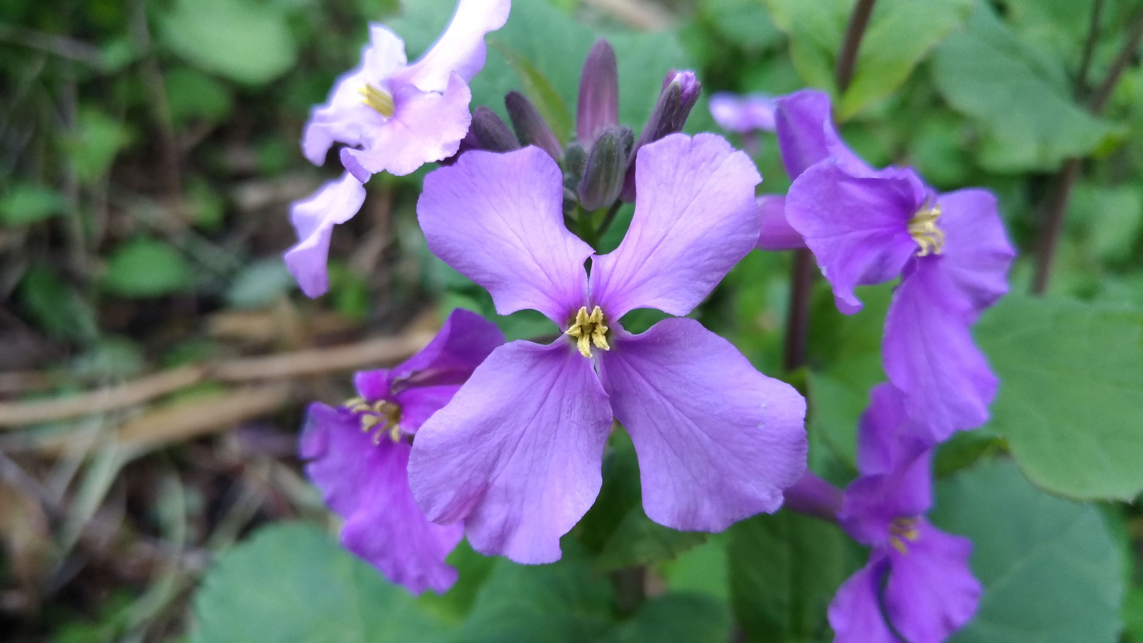 ムラサキハナナ（紫花菜）の育て方！基本的な管理のコツから食べ方まで紹介のイメージ