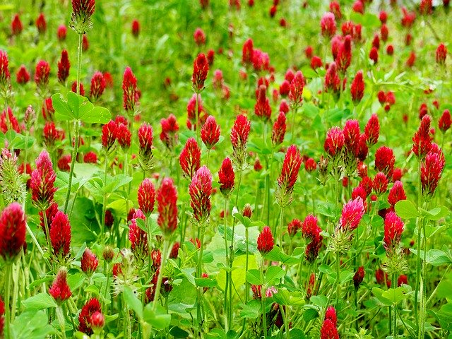 クリムゾンクローバーとは?種類や種の取り方、鉢植えでの育て方を紹介