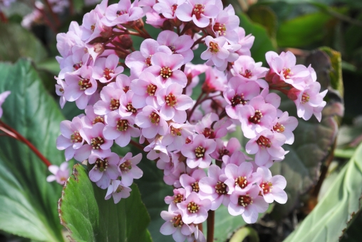 ヒマラヤユキノシタとは?綺麗に花を咲かせるコツや枯れる原因を解説!