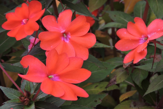 サンパチェンスの育て方！冬越しの注意点や切り戻し剪定の仕方を紹介