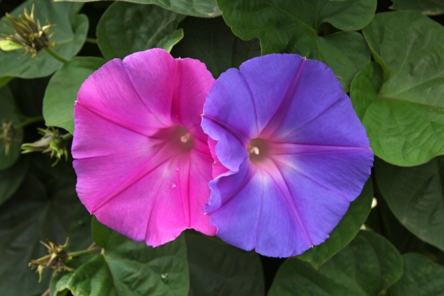 琉球朝顔の育て方!種まきの時期や冬越し・摘芯のポイントを解説