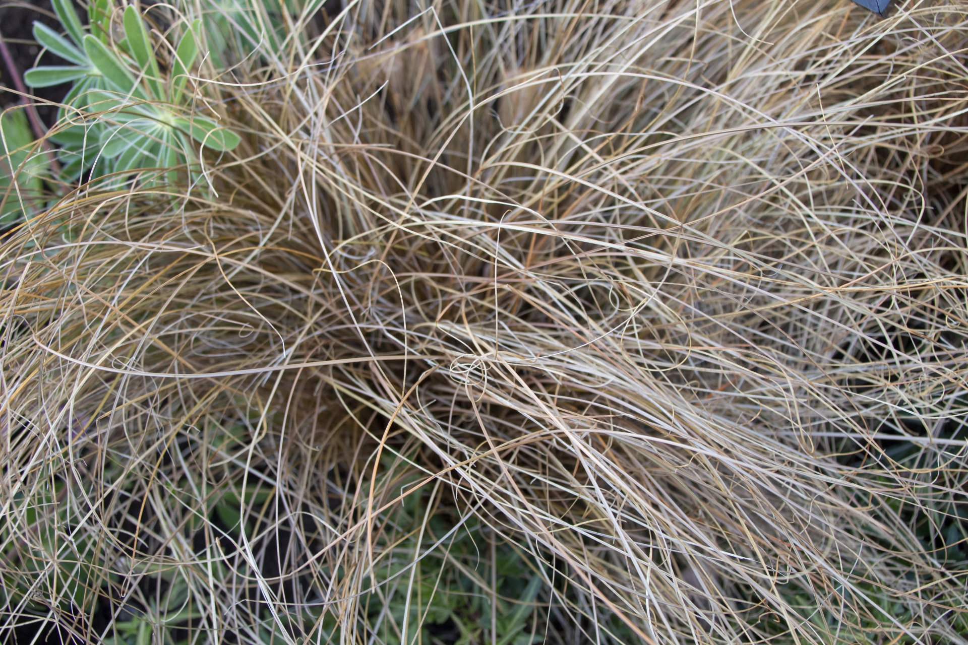 カレックスの育て方!植え付け方法や剪定・株分けの時期とコツを紹介!