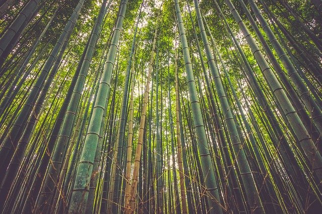 黒竹(クロチク)とは?幹が黒くなる条件や鉢植えでの育て方を紹介!のイメージ