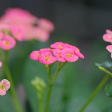 ハナキリンとは？花言葉や開花時期などの特徴を紹介！名前の由来は？