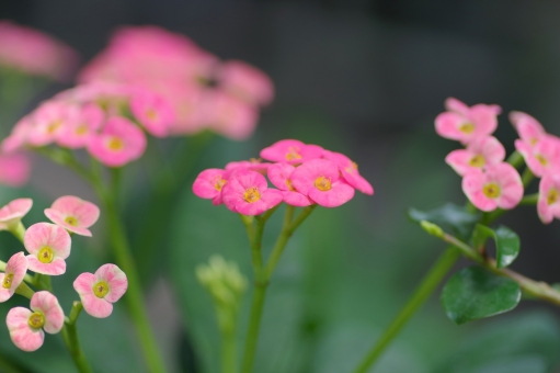 ハナキリンとは？花言葉や開花時期などの特徴を紹介！名前の由来は？