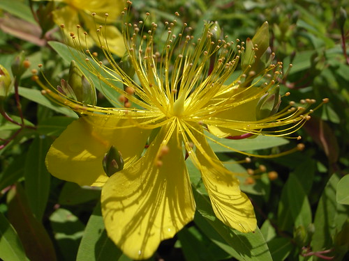 ビヨウヤナギとは？名前の由来などの特徴や栽培管理のコツをご紹介！