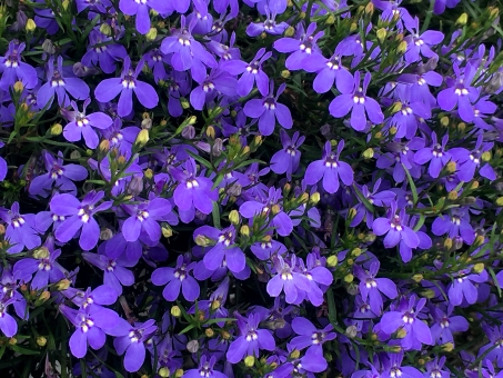 アズーロコンパクトの特徴と育て方!切り戻し時期や方法など管理のコツは?