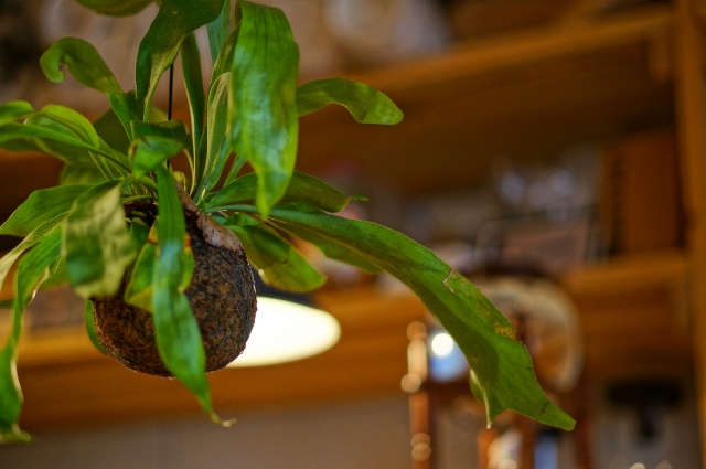 コウモリランの育て方！上手な管理のコツやおしゃれな飾り方をご紹介のイメージ