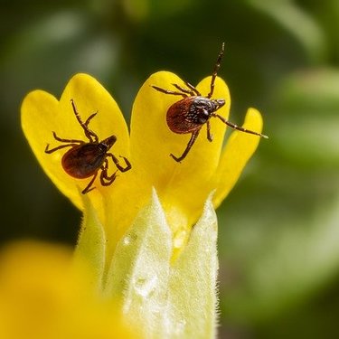 ダニに噛まれた時の対処法！湿疹（噛み跡）など症状の見分け方も紹介！