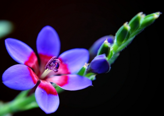 バビアナとは?特徴や種類、育て方を紹介!増やしやすいって本当?