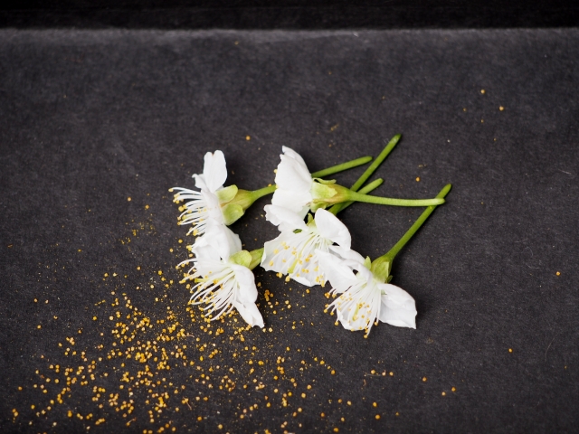 石松子（せきしょうし）とは？花粉の混ぜ方や効果的な使用方法を紹介！