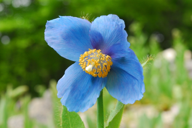 メコノプシス・ベトニキフォリアの育て方!最適な植え付け場所は?