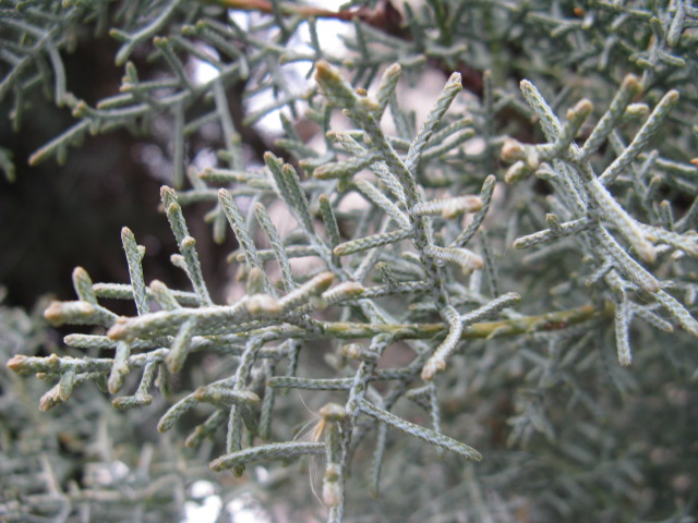 ブルーアイスの育て方!剪定の仕方や庭木としての管理方法を紹介!