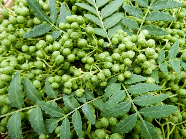 ぶどう山椒とは?香り・味などの違いや収穫時期などの特徴を紹介!