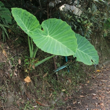 ハスイモ（蓮芋）とは？旬の季節やおすすめの食べ方、栽培方法を紹介！