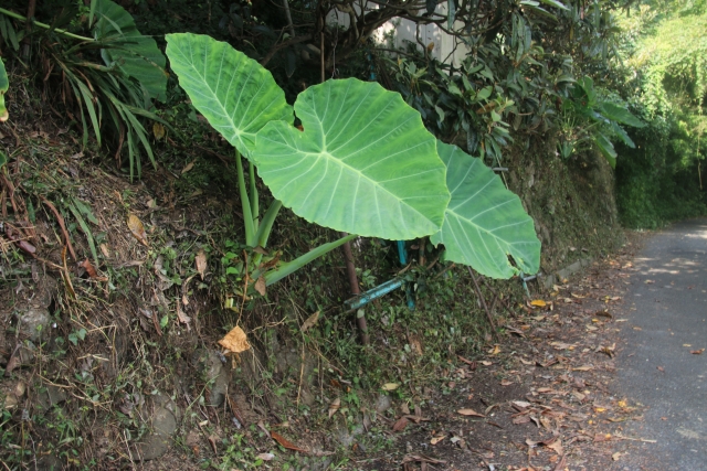 ハスイモ(蓮芋)とは?旬の季節やおすすめの食べ方、栽培方法を紹介!