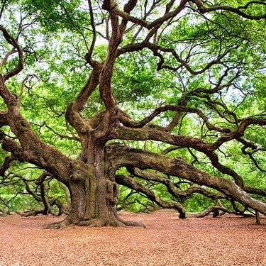 記念樹に人気の植物27選！育てやすさなど選び方のポイントを紹介！