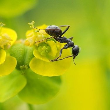 アリ退治に効果抜群な方法12選！屋内でも安全に駆除する方法を紹介