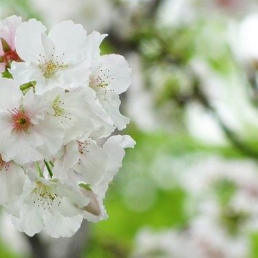 大島桜とは？桜餅にも使われる葉・花の特徴や見頃の季節・名所を紹介！