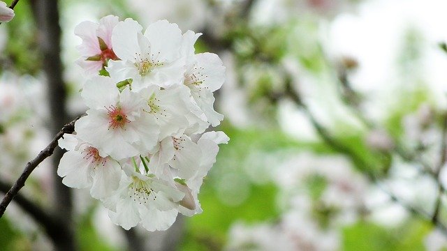 大島桜とは?桜餅にも使われる葉・花の特徴や見頃の季節・名所を紹介!