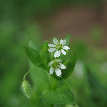 小さな花の咲く雑草20種！道端には食べられる雑草も結構あるの？