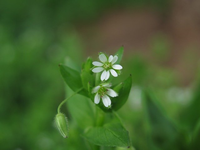 小さな花の咲く雑草20種!道端には食べられる雑草も結構あるの?