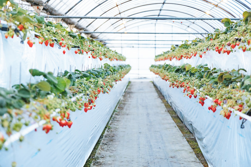 【静岡県】いちご狩りができる人気施設10選！予約なしでもOKな場所は？