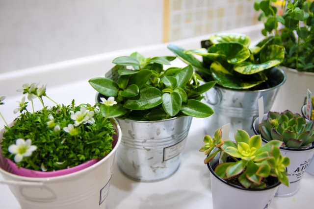 小さい観葉植物27選!おうち時間を楽しめる人気品種27種類を紹介