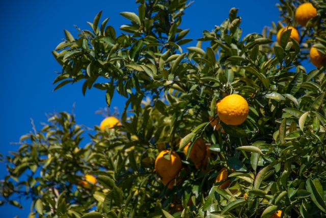 みかん品種「不知火」とは？デコポンとの違いや基本の育て方を紹介！のイメージ