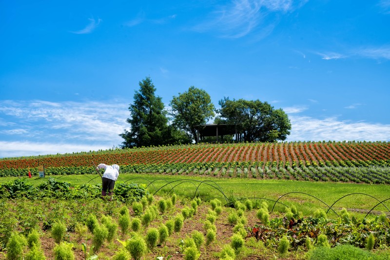 農家の年収って実際どれぐらい?栽培品種別に手取りの一例をご紹介!