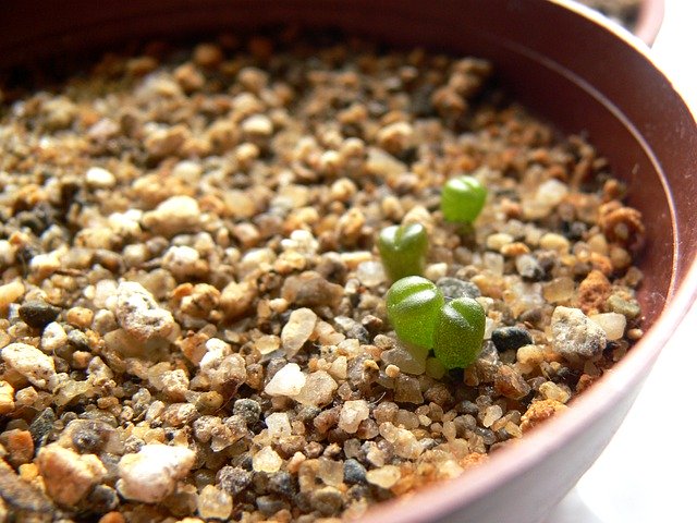 米ぬかで肥料は作れるか？初心者でも手作りしやすい手順と活用方法を解説！