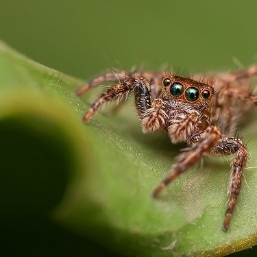 ハエトリグモ（蠅捕蜘蛛）とは？家にも現れるかわいいクモをご紹介！