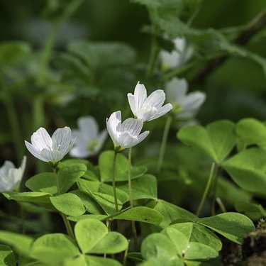 庭に植えてはいけない植物11選！その理由と植える場合の注意点をご紹介