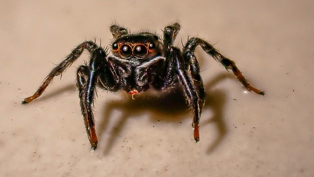 ハエトリグモとは?家にも現れるハエトリグモの種類と駆除方法をご紹介!のイメージ