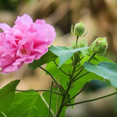 芙蓉（フヨウ）の花言葉とは？意味や花の特徴・開花時期・季節もご紹介！