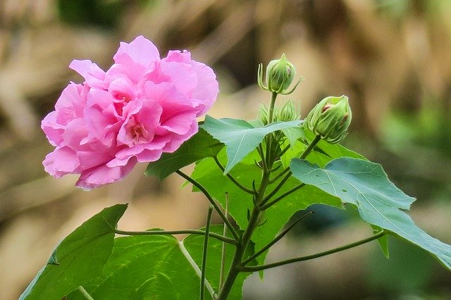 芙蓉(フヨウ)の花言葉とは?意味や花の特徴・開花時期・季節もご紹介!のイメージ