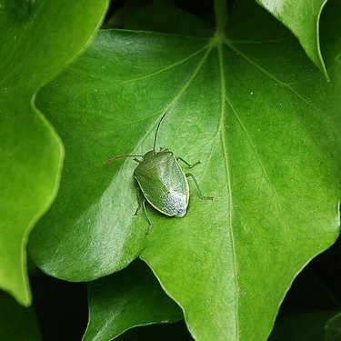 カメムシが大量発生してしまう原因とは？異常発生・大発生を防ぐ方法を解説！