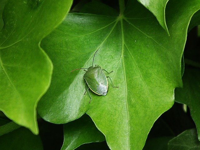 カメムシが大量発生してしまう原因とは?異常発生・大発生を防ぐ方法を解説!のイメージ