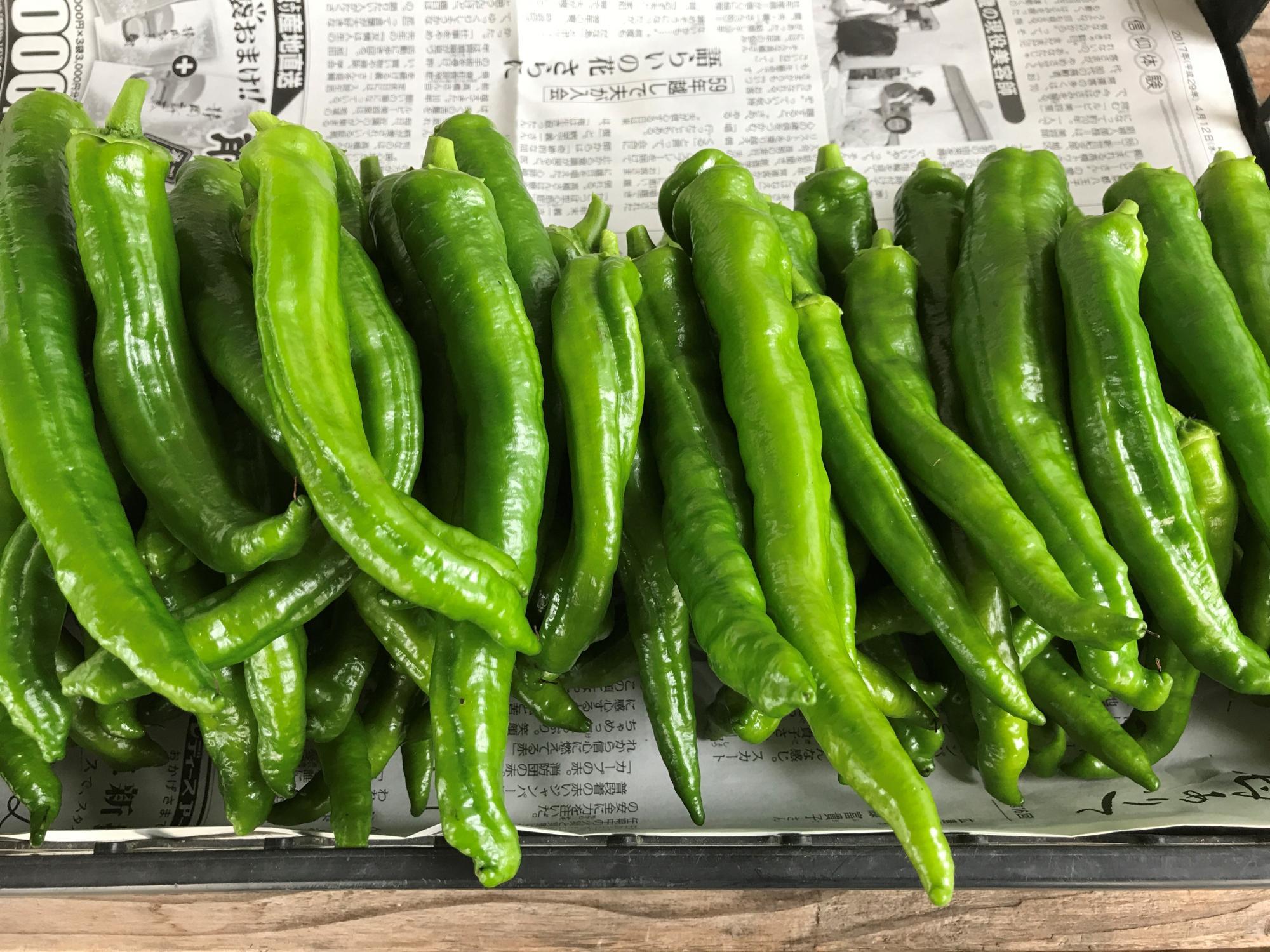 万願寺とうがらしとは?大きい唐辛子の特徴や焼き方などレシピをご紹介!のイメージ