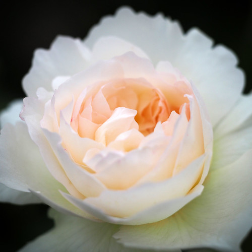 ボレロってどんなバラ?品種としての特徴や育て方・管理のコツをご紹介!