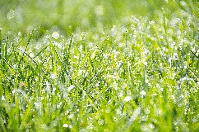 芝生におすすめの目土4選!用土としての特徴やおすすめできる理由も解説!