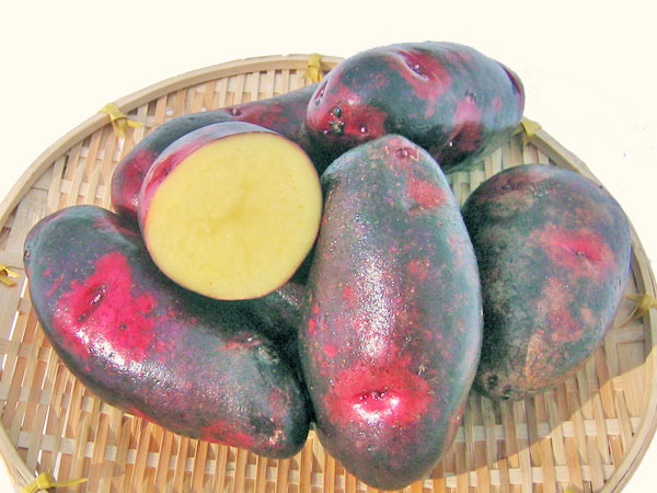 デストロイヤってどんなジャガイモ品種？味の特徴やおすすめレシピを紹介！