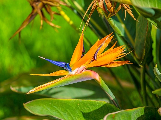 ストレリチア・レギネとは?観葉植物としての特徴と上手な管理方法を紹介!のイメージ